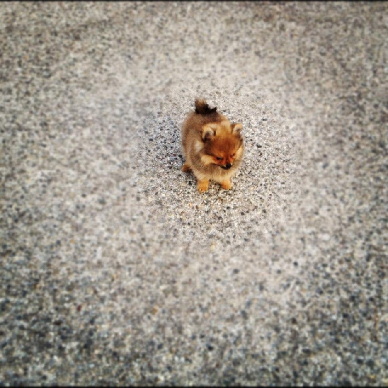 Helma du domaine des quatre Pierres