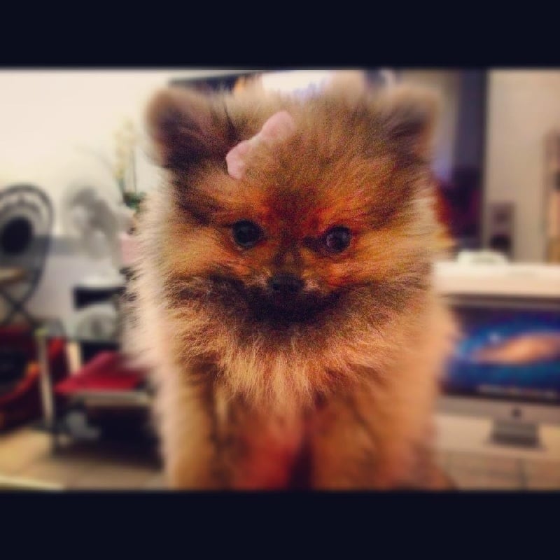 Helma du domaine des quatre Pierres