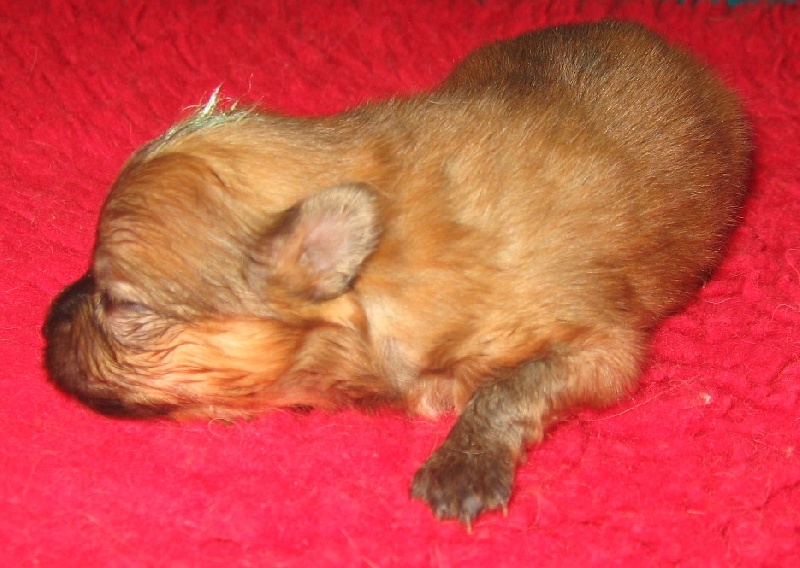 Helma du domaine des quatre Pierres