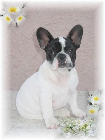 Publication : di san biagio della cima Auteur : nelly morabito