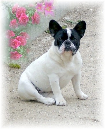 Publication : di san biagio della cima Auteur : nelly morabito