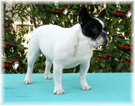 Publication : di san biagio della cima Auteur : nelly morabito