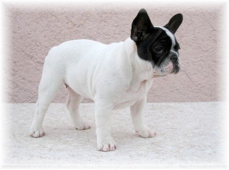 Publication : di san biagio della cima Auteur : nelly morabito