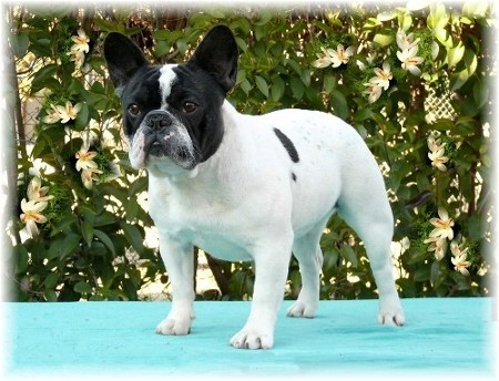 Publication : di san biagio della cima Auteur : nelly morabito