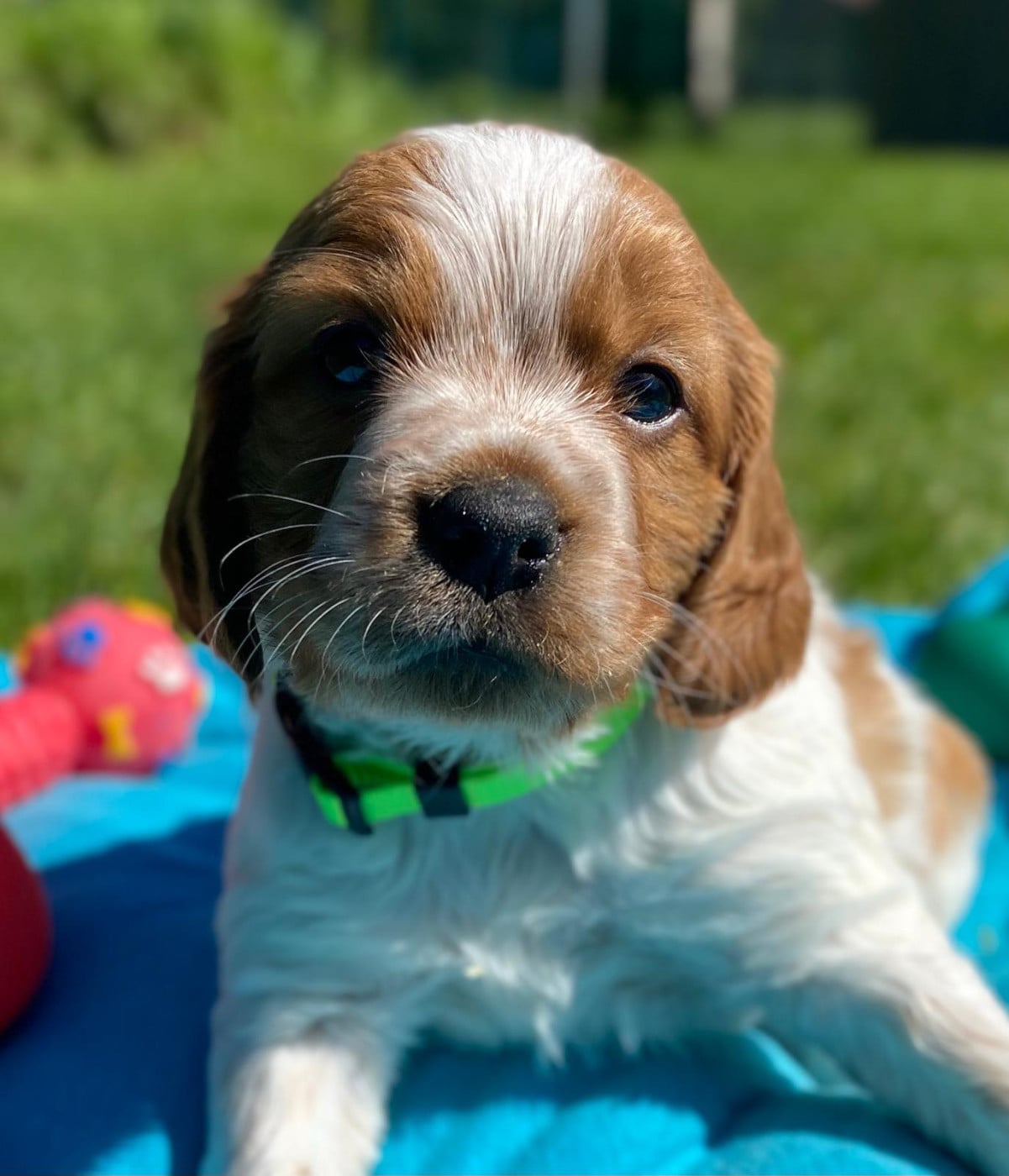 Chiot N°1 - Epagneul Breton