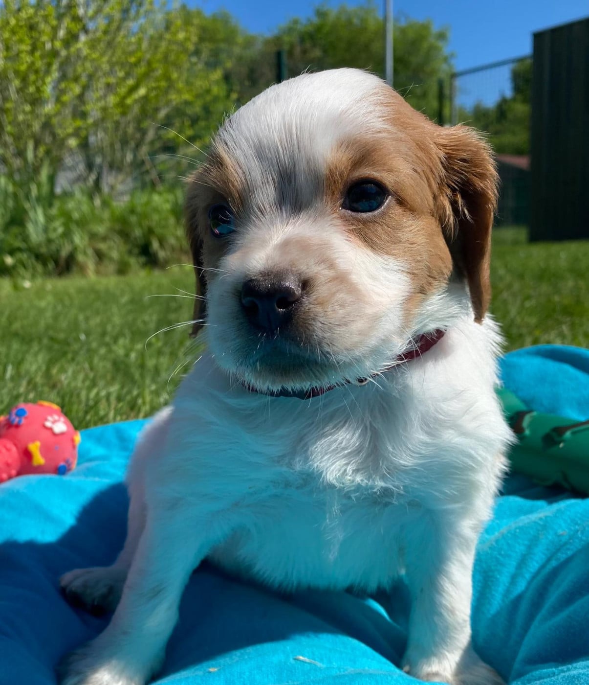 Chiot N°2 - Epagneul Breton