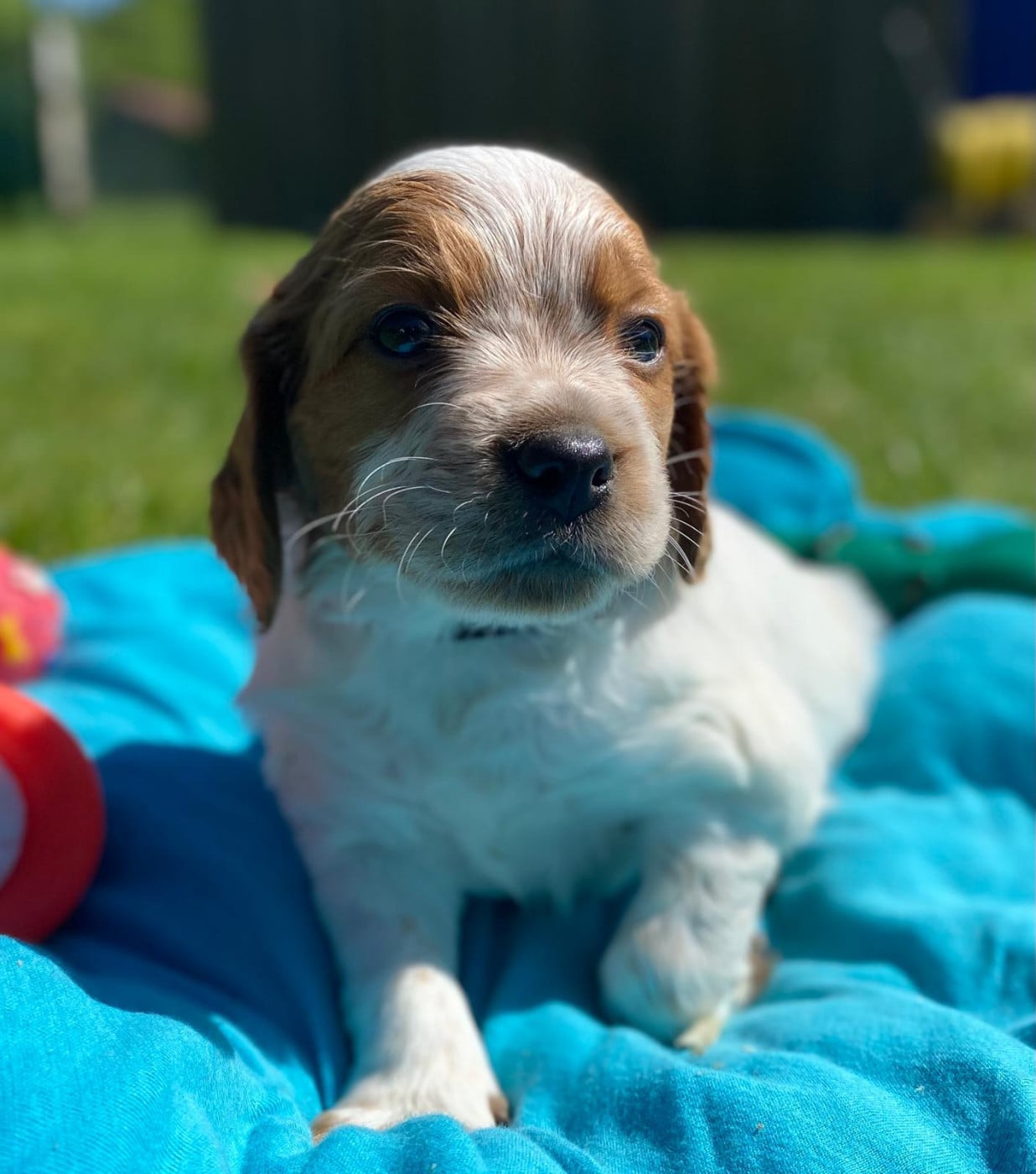 Chiot N°3 - Epagneul Breton