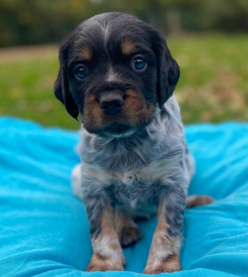 Les chiots de Epagneul Breton