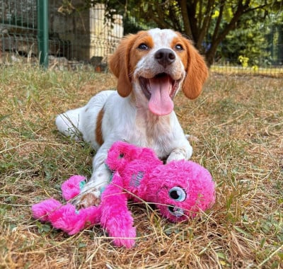 Les chiots de Epagneul Breton