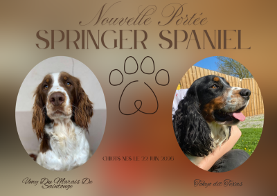 Les chiots de English Springer Spaniel