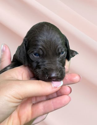 Les chiots de Braque allemand à poil court