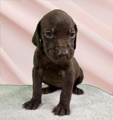 Les chiots de Braque allemand à poil court