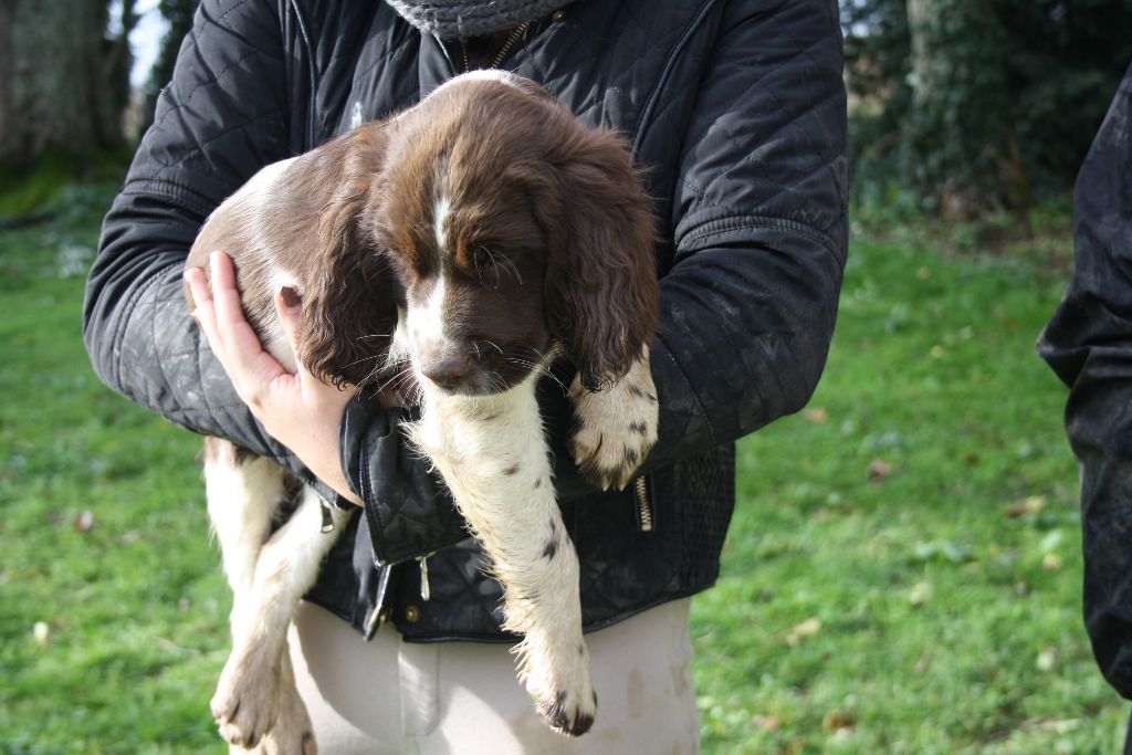CHIOT - English Springer Spaniel
