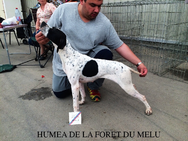 TR. CH. Humea de la forêt du Melu - 3e EXCELLENT