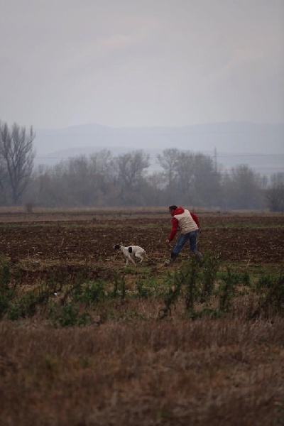 TR. CH. Humea de la forêt du Melu - 1er EXC . CACT