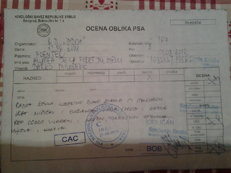 TR. CH. Humea de la forêt du Melu - 1er EXC CACS- BOB . MEILLEUR DE RACE