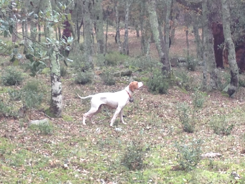 TR. CH. Nabb Bye - EXCELLENT