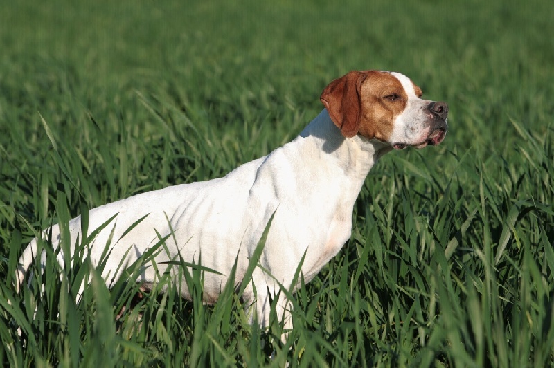 TR. CH. Nabb Bye - 1er EXC CACT