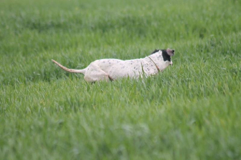 TR. CH. Humea de la forêt du Melu - CQN