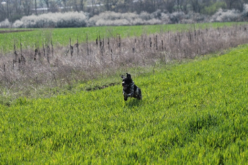 TR. CH. Borka del damaril - 2e EXC . RCACT