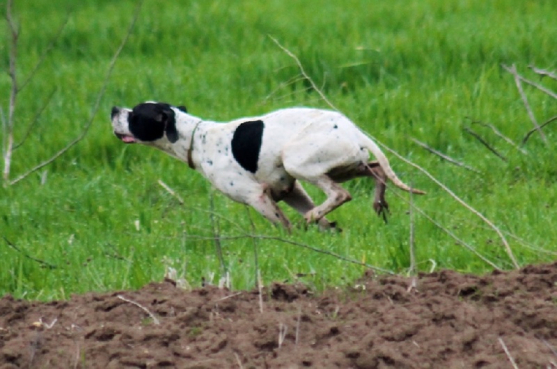 TR. CH. Humea de la forêt du Melu - RCAC