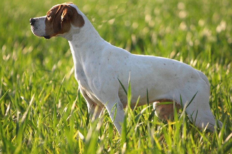 TR. CH. Nabb Bye - 1er ECX, CACT