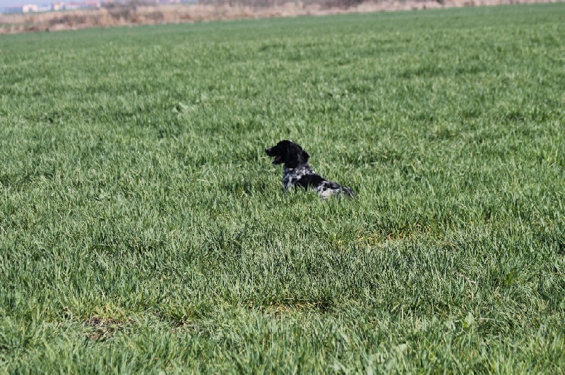 TR. CH. Borka del damaril - CQN