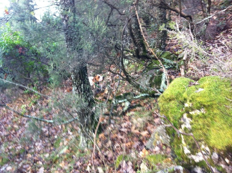 TR. CH. Nabb Bye - 1er ECX, CACT