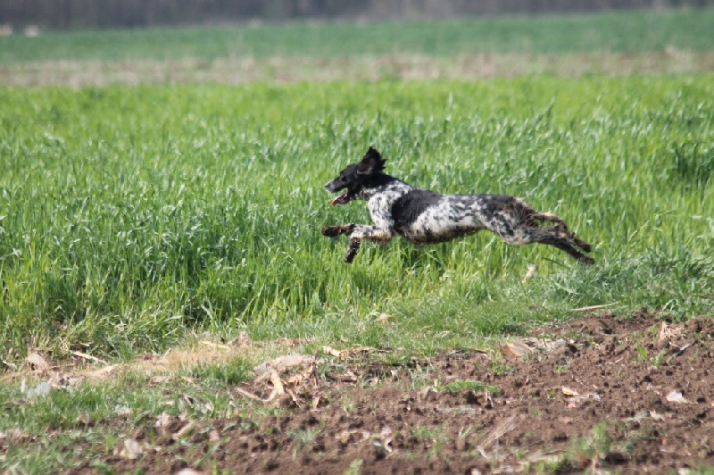 TR. CH. Borka del damaril - EXCELLENT