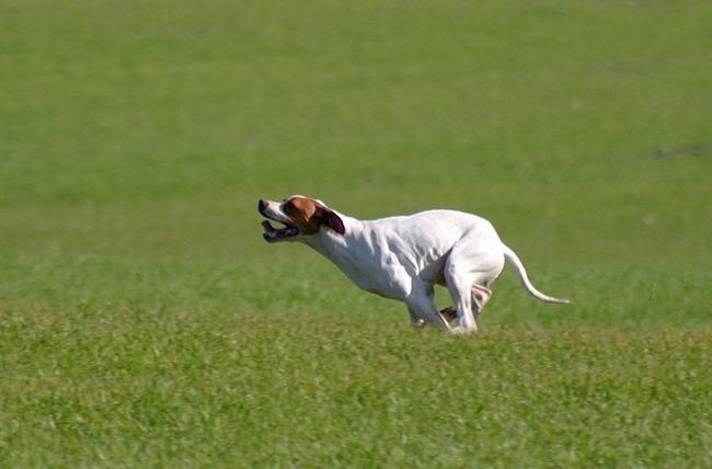 TR. CH. Nabb Bye - 1er TB