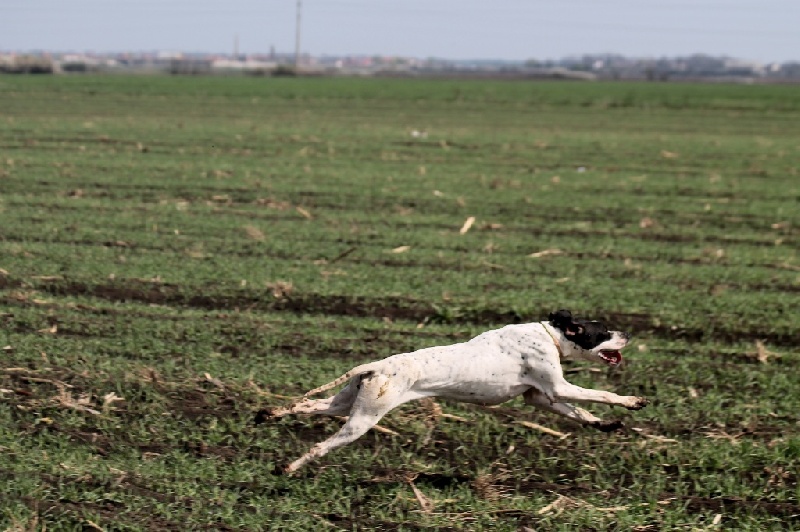 TR. CH. Humea de la forêt du Melu - 1er EXCELLENT
