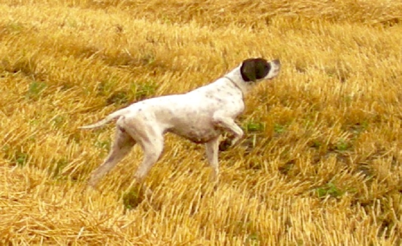 TR. CH. Humea de la forêt du Melu - 3e Echelle des valeurs Couple Printemps 2015 260pts