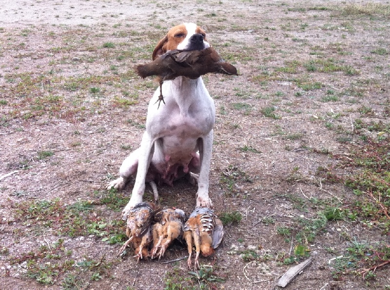 TR. CH. Nabb Bye - 2eme EXC, RCACT