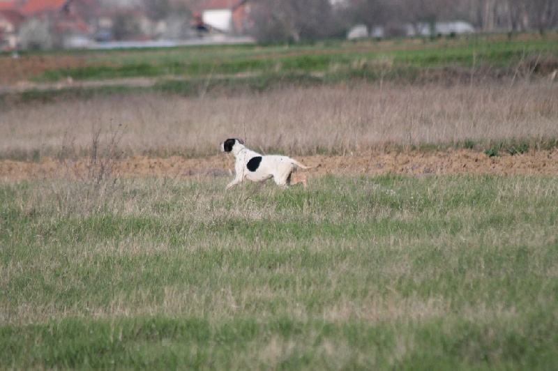 TR. CH. Humea de la forêt du Melu - 3e EXCELLENT