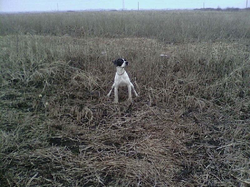 TR. CH. Humea de la forêt du Melu - EXCELLENT
