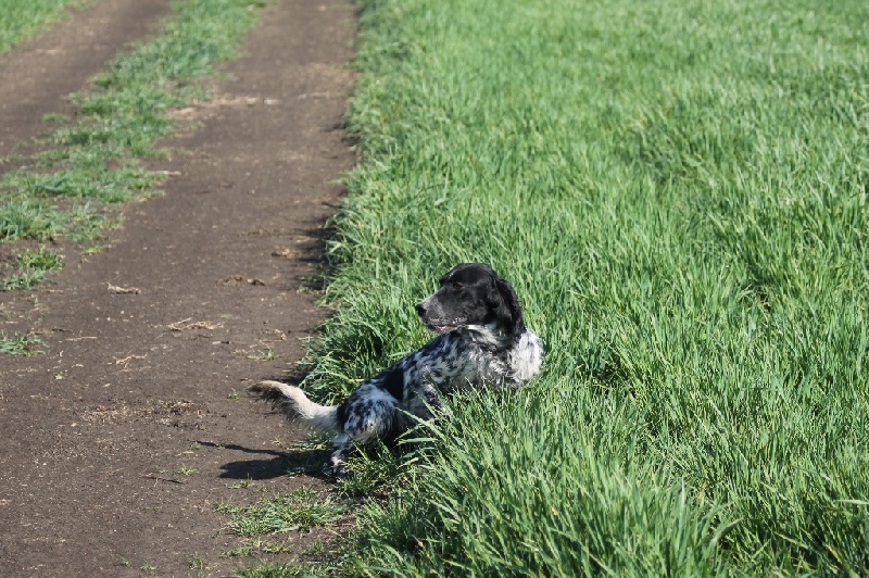 TR. CH. Borka del damaril - 3e EXCELLENT