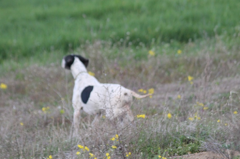 TR. CH. Humea de la forêt du Melu - EXC