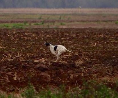 TR. CH. Humea de la forêt du Melu - 1er EXCELLENT