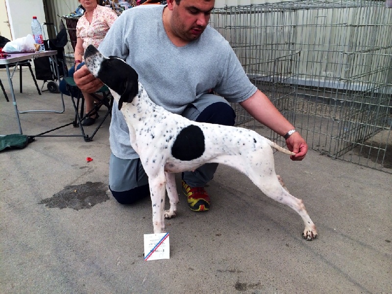 TR. CH. Humea de la forêt du Melu - 1er EXC RCACS