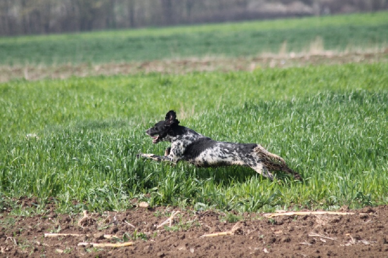 TR. CH. Borka del damaril - CQN