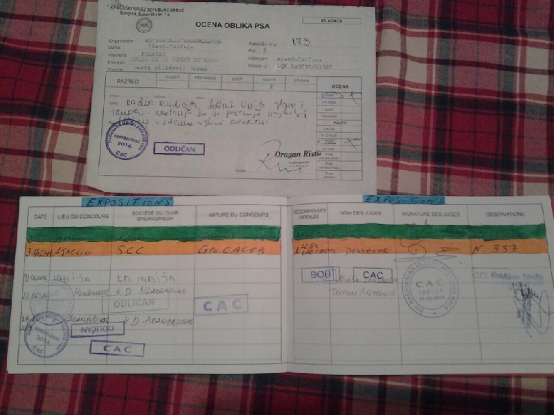 TR. CH. Humea de la forêt du Melu - 1er EXC CACS