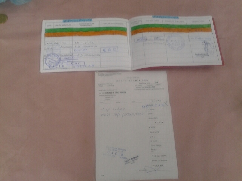 TR. CH. Humea de la forêt du Melu - 1er EXCELLENT