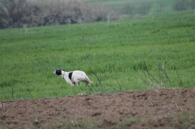 TR. CH. Humea de la forêt du Melu - CQN
