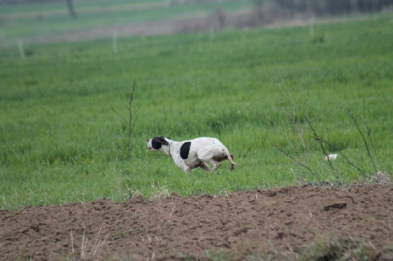 TR. CH. Humea de la forêt du Melu - CQN