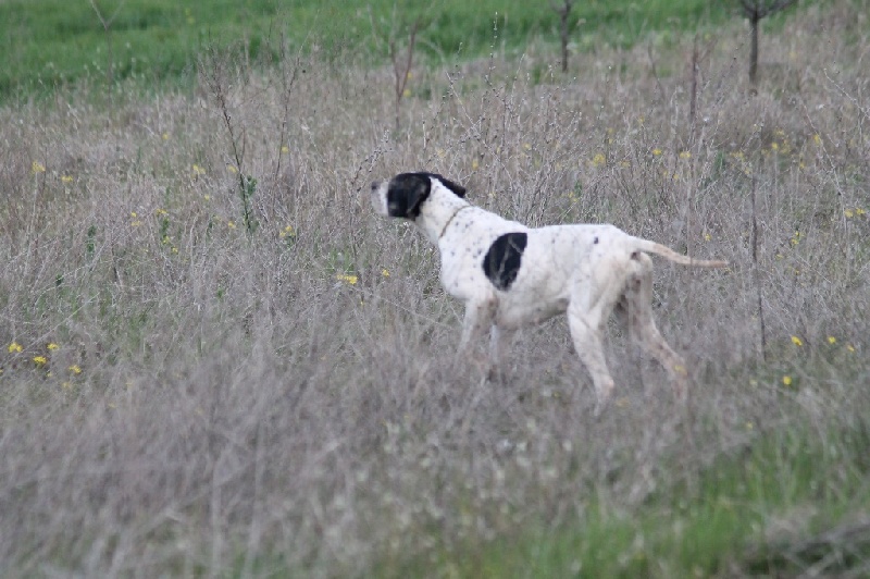 TR. CH. Humea de la forêt du Melu - CQN