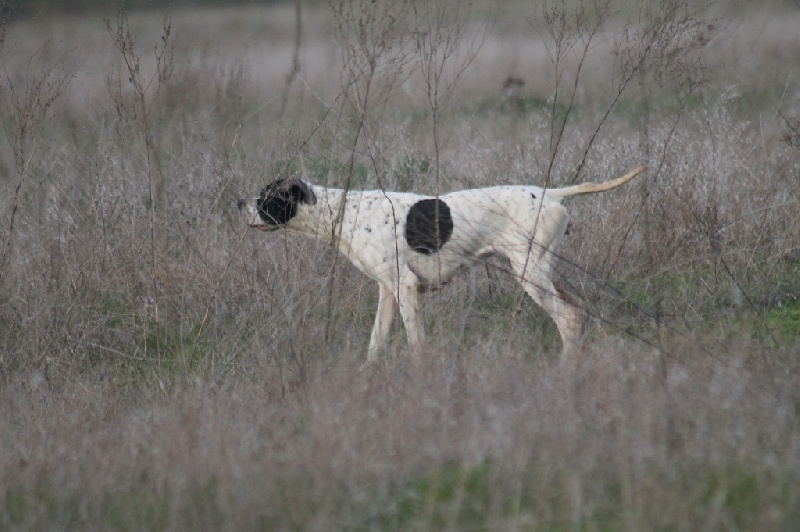 TR. CH. Humea de la forêt du Melu - 1er EXCELLENT