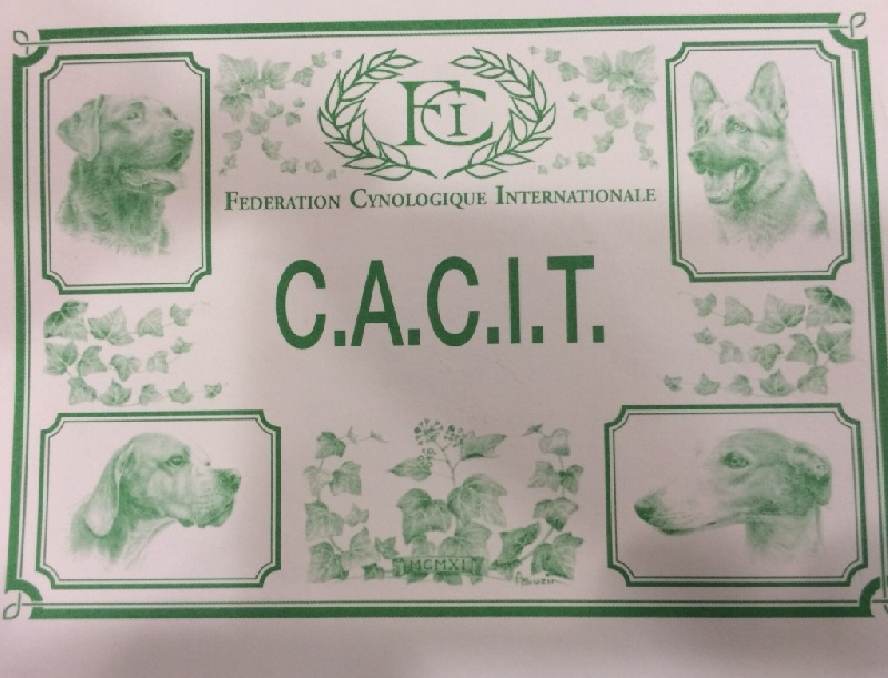 TR. CH. Humea de la forêt du Melu - 1er EXC . CACT -CACIT