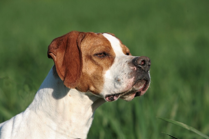 TR. CH. Nabb Bye - 2eme EXC