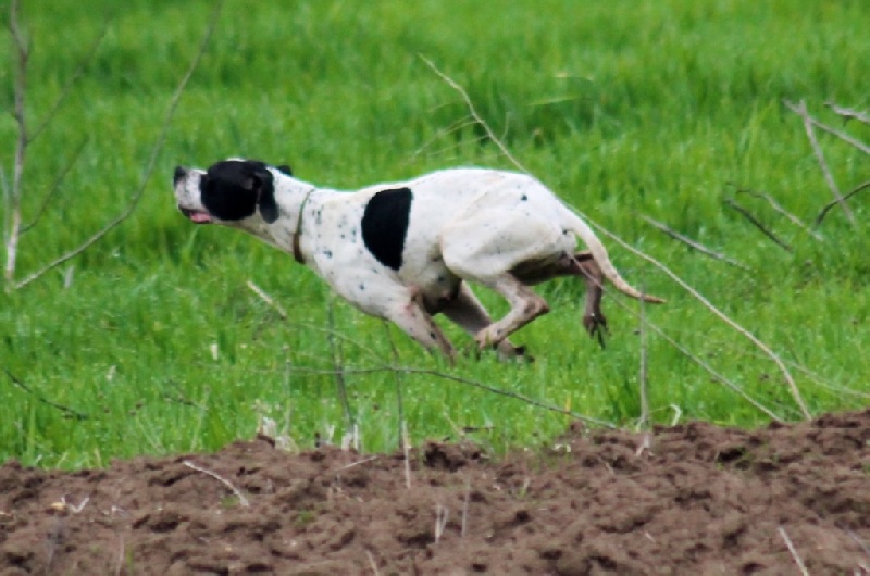 TR. CH. Humea de la forêt du Melu - Vainqueur Echelle des Valeurs Grande Quête 2015 184pts