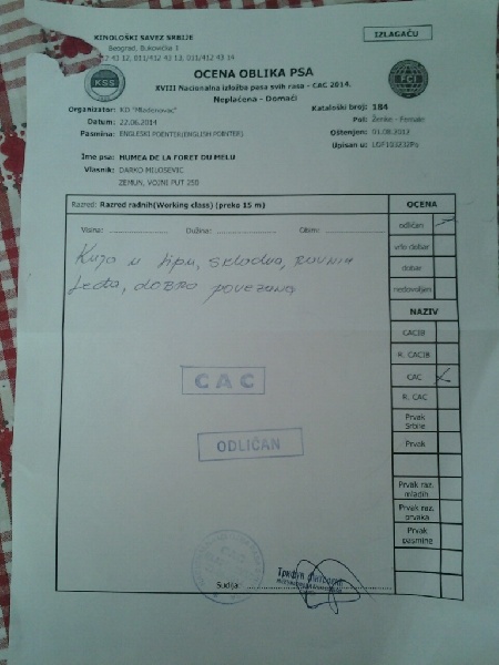 TR. CH. Humea de la forêt du Melu - 1er EXC CACS